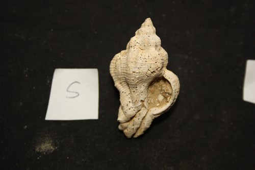 Hexaplex rudis (Borson, 1821) - Pliocene.